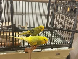 Budgies don't chirp at all