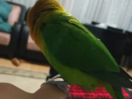 my lovebird thats been with me 2 years is sick and I couldnt find anything about him