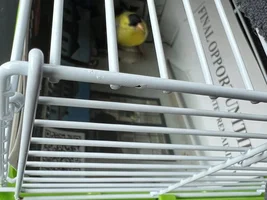 I rescued an American Goldenfinch!