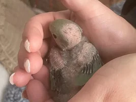 Question about baby lovebirds and possible aggressive dad