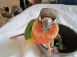 formally introducing my new conure :D