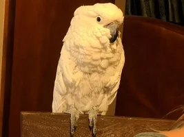 Rehoming Umbrella Cockatoo