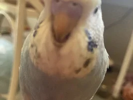 Little sister got a budgie, Im getting ,mine soon...meet Pip!