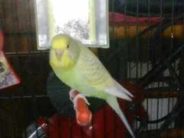 Meet The Final Addition To My Flock