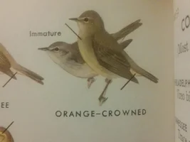 What kind of bird is this?