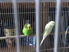 Can I have 2 budgies and a Turq parakeet in the same cage?