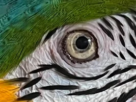 Does your parrot have eyelashes?