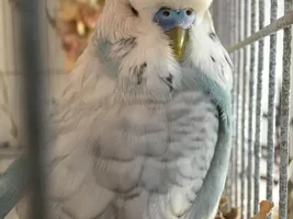 New here, but not to birds