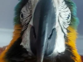 Soggy chimkem