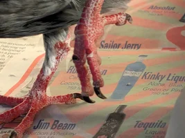 Asking for advice for pigeon