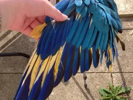 Yellow feathers