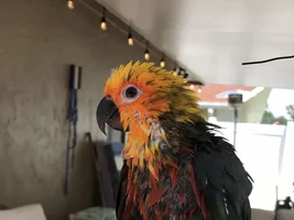 Beak trim or not to trim