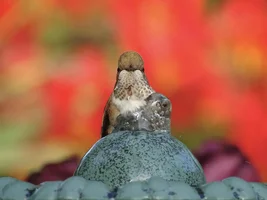 Amazing wild bird visitors!