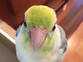 Are these white lines on my birds beak normal? (next to his nose)