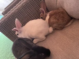 Bought 4 little rabbits home.. :)