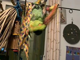 Large Parrot Photo Thread