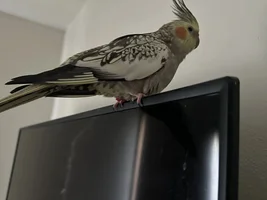 What’s wrong with my cockatiel??? Laying egg? *graphic*