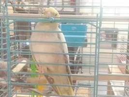 What is the cockatiel doing?