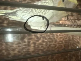 Female cockatiel – swelling near vent?