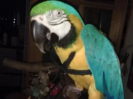 Advice on newly adopted blue and gold?