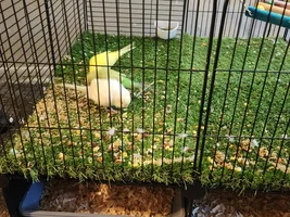 New-ish owner of a flock