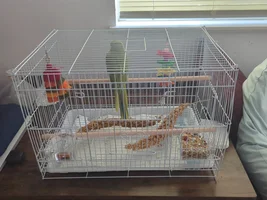 Baby Ringneck Husbandry