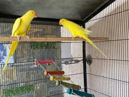 My 2 Yellow Ringnecks
