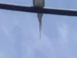 Parrot spotting?