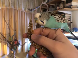 The Ins, Outs, and Upside Downs of Budgie Parenting
