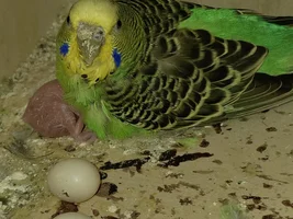NEW BABY! and tragedy but opportunity