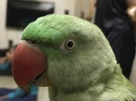My alexander 8 months parrot not taking