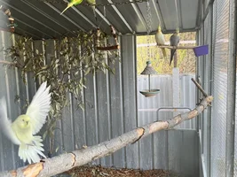 Hannah's little Parrots thread 🦜