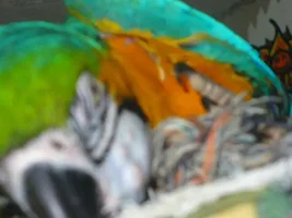 Bumps on 10 year old Blue and Gold macaws face