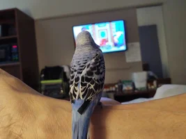 I want to get a budgie, is this a good idea?