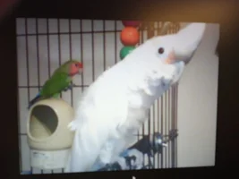 Aggressive Goffin Cockatoo