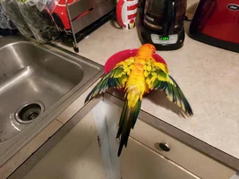 Mango's growing his flight feathers!