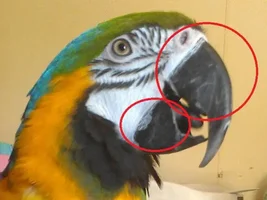 Radom question about macaw beak?