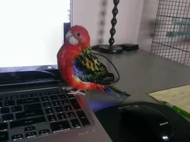Hello World!