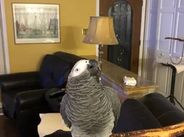 Clostridium Infection in African Grey
