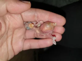 Please help with 1 & 2 days old ringneck parrots 😭