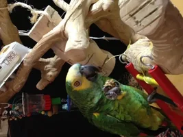 Queequeg in Parrot Jail