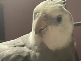 Local Concerts Keeping my Birds up? How do I Muffle it?