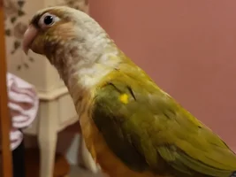 Teeko