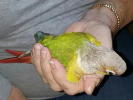 Connie settling into my hand for a quick snooze.