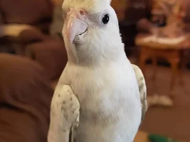 Texas Tiels Thread.