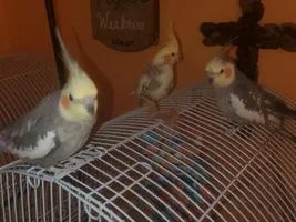 Texas Tiels Thread.