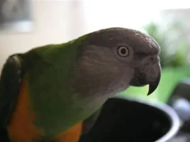 Pics of your birds.