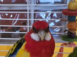 parrot's left nostril and cere are different than the right