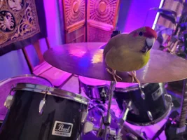 Top Metal Drummer