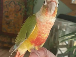 Re-homing my green cheek conure :(